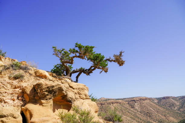 argan tree in Morocco