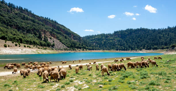 Moutons au Maroc