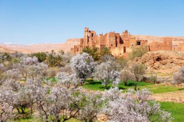 Amandes au Maroc