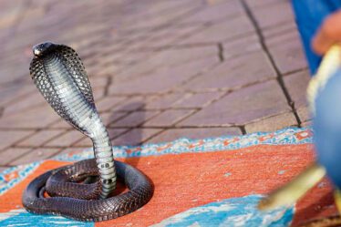 serpent Maroc