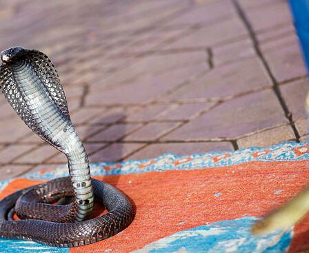 serpent Maroc