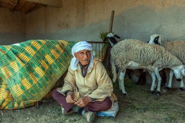 elevage mouton Maroc